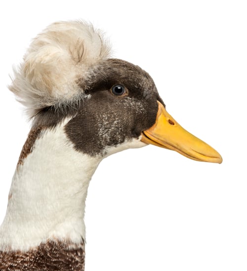 Preview: Close up of a Male Crested Ducks, lophonetta specularioides, isolated on white