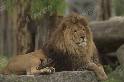 Preview: Lion laying on a rock while watching his territory