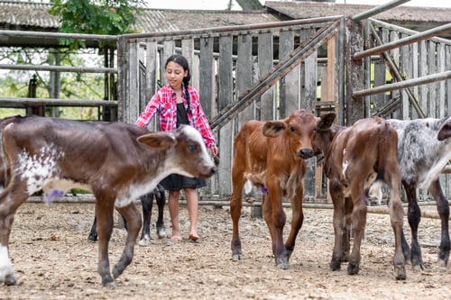 Preview: latina farm girl walking and touching the small gyr calves that are locked up in the corral.