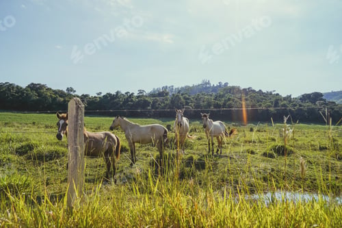 Preview: Beautiful horses at the farm