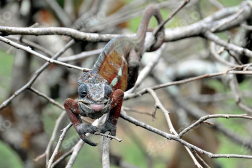 Preview: chameleon, reptile, pet, coloured, colours