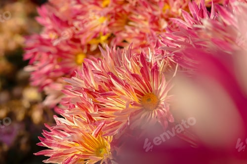 Preview: Pink chrysanthemums autumn garden
