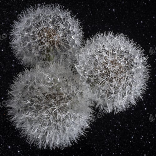 Preview: Three white fluffy round dandelions with rain water drops on a black starry bakground