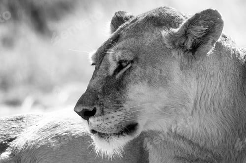 Preview: Lioness portrait in black and white.