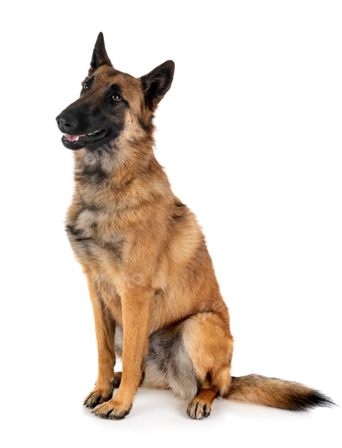 Preview: malinois in studio