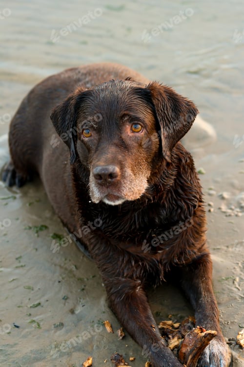 Preview: Portrait close-up of Labrador dog lying on sand by the sea. dog is resting on beach