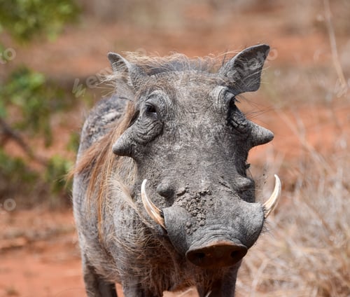 Preview: African Warthog