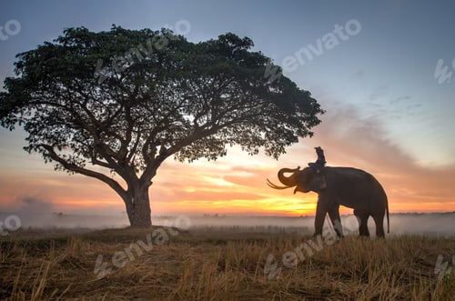 Preview: Elephant at sunrise in Thailand