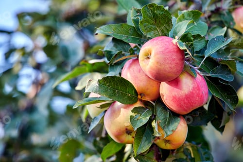 Preview: Fresh apples. A photo of tasty and beautiful applesFresh apples in natural setting.