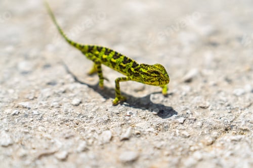 Preview: Tiny Chameleon on the Pavement in Cyprus A Macro View of Wildlife in Nature, Discover Cyprus