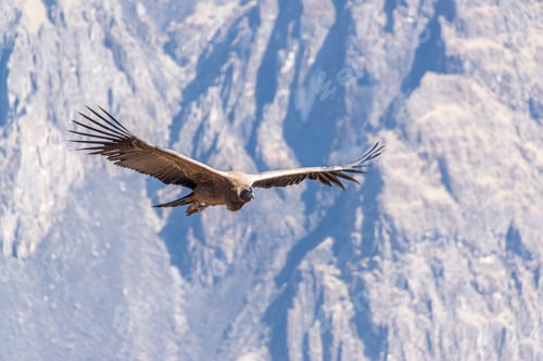 Preview: Flying Andean Condor