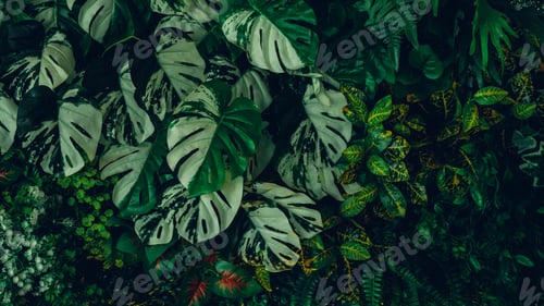 Preview: Close up group of background tropical green leaves texture and abstract background.