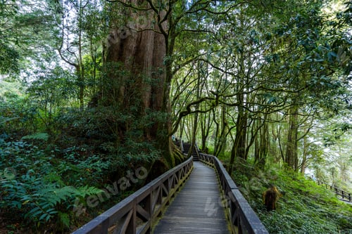 Preview: Taiwan Alishan national forest recreation area