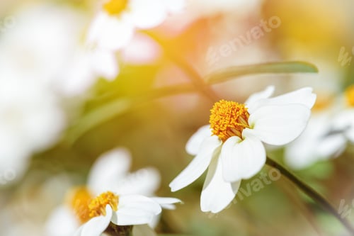 Preview: White flowers under sunlight