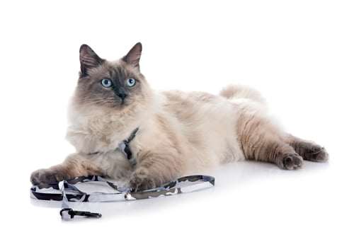Preview: siberian cat in studio