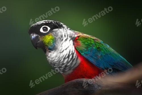 Preview: Crimson-bellied Parakeet bird (Pyrrhura perlata)