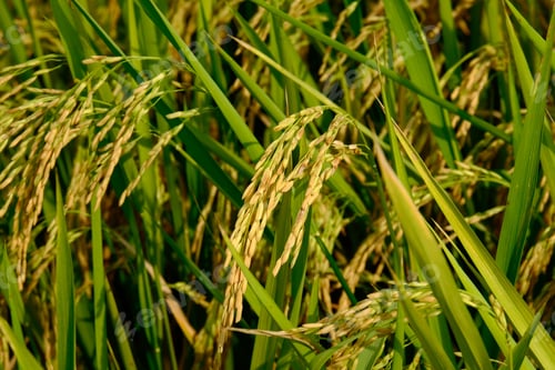 Preview: Paddy ready to harvest