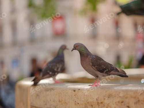 Preview: pigeons at the drinking fountain, Munich, Germany