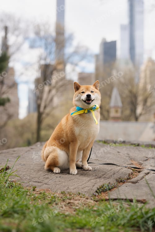 Preview: Red Shiba Inu wearing a ribbon with the colors of the Ukrainian flag in Central Park, New York City