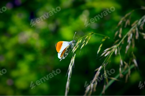 Preview: Closeup of a butterfly perched atop a lush green grassy meadow