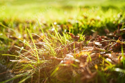 Preview: Green grass close up with foliage.