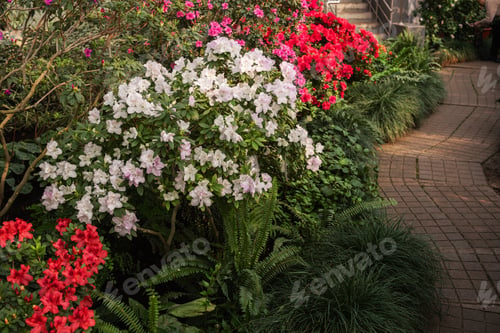 Preview: Vibrant Bushes if Azalea Flowers in a Greenhouse