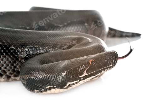 Preview: python black curtus