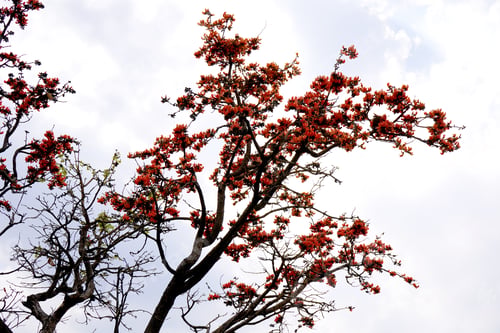 Preview: Palash flower tree, Butea Monosperma or palash flower