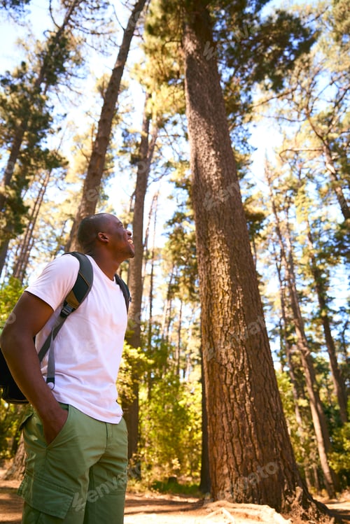 Preview: Young Active Man Wearing Backpack Hiking Along Trail Through Countryside Looking Up At Trees