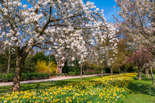 Preview: Beautiful nature scene with a flowering tree. Spring flowers. Beautiful garden