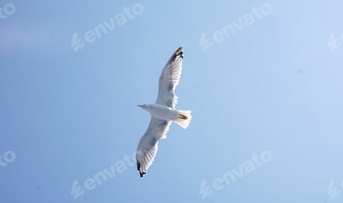 Preview: Seagull flying in a clear blue sky.