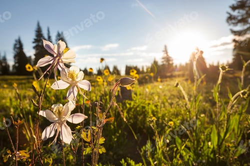 Preview: Summer meadow