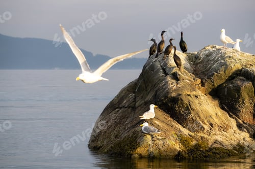 Preview: Birds on a rocky island on a Pacific Ocean West Coast