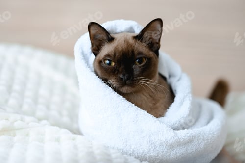 Preview: Cat after bathroom. In the white towel
