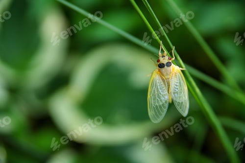 Preview: Close-up of a newly molted cicada with transparent wings on a green background.