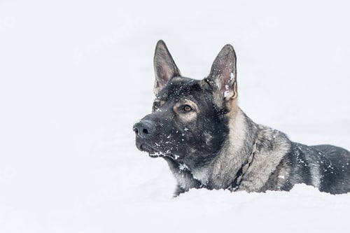 Preview: East European Shepherd dog on the walk. Active East European Shepherd dog enjoying outdoor playtime