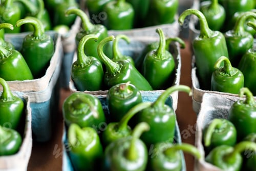 Preview: Green jalapeno pepper in basket