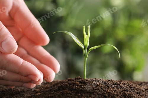 Preview: Woman protecting young green seedling in soil against blurred background, closeup