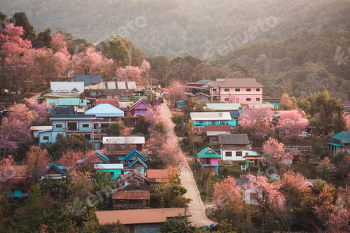 Preview: Rural scene of Thai tribe village with wild himalayan cherry tree blooming in springtime