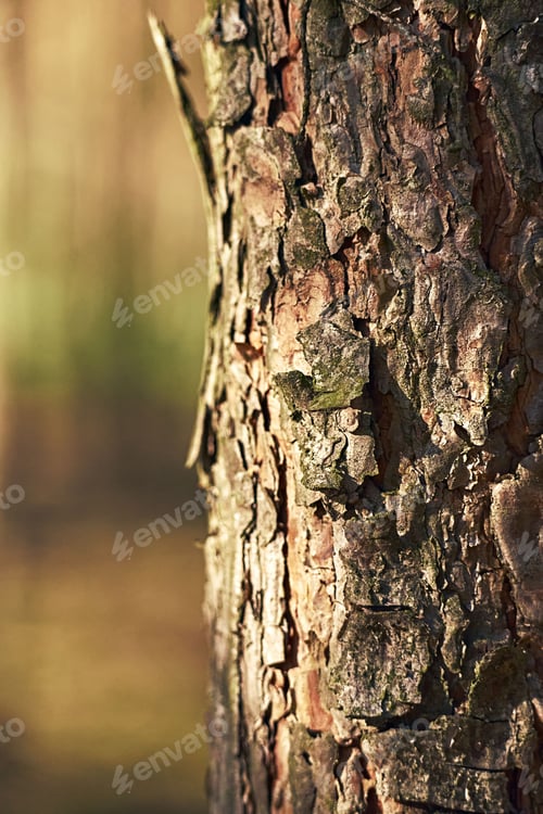 Preview: Closeup of an old tree bark on a sunny day
