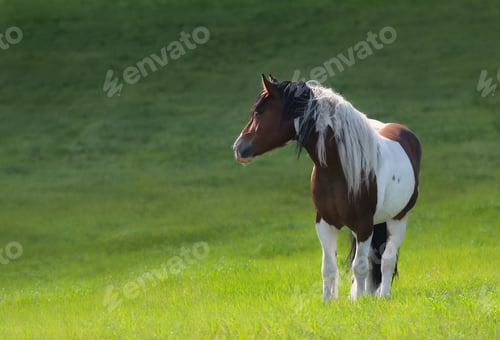 Preview: Mustang horse stand on green meadow.