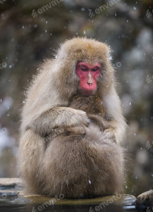 Preview: Snow monkey (Japanese Macaque) in a snowstrom, Nakano, Japan