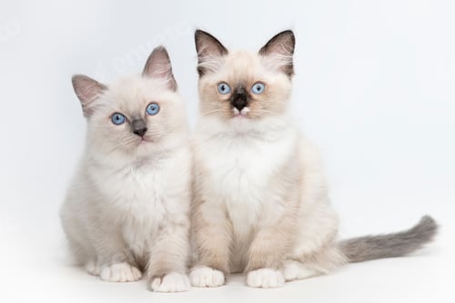 Preview: cat, kitten, pet, isolate