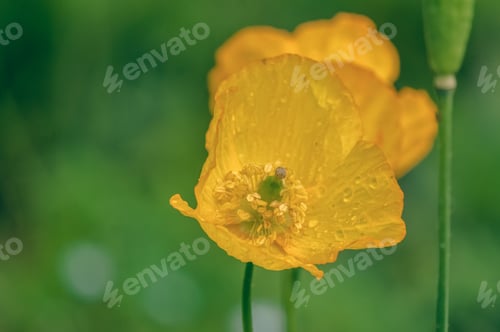 Preview: Close-up of a bright yellow poppy flower