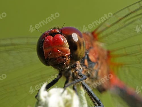 Preview: Ruddy darter (Sympetrum sanguineum)