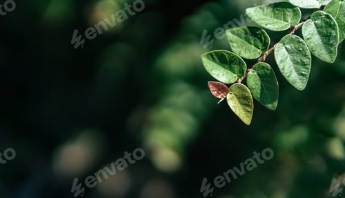 Preview: Green leaf with natural light