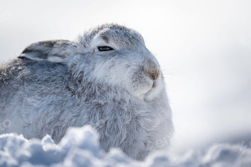 Preview: Closeup shot of a cute mountain hare in the snow