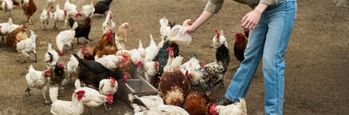 Preview: Woman pouring chicken feed into troughs