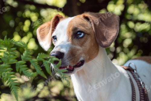 Preview: Portrait of a dog in nature