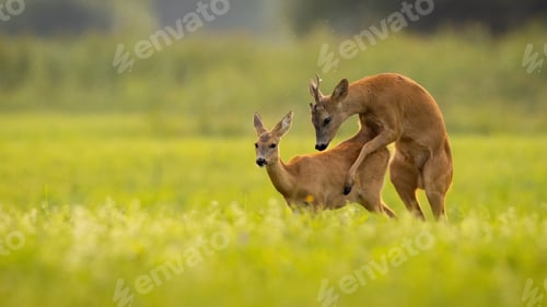 Preview: Two roe deer mating on field in summer with copy space